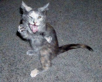 صور حركات قطط مضحكة تشبه حركات الاطفال The-kitten-defend-oneself