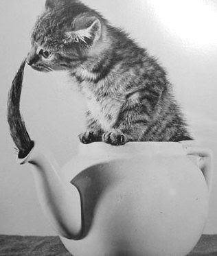 صور حركات قطط مضحكة تشبه حركات الاطفال Kitten-in-a-teapot