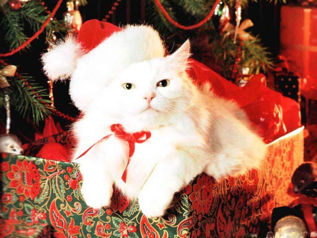 De jolies photos de chattes...et de chats  - Page 2 Christmas-cat-1024x768-3
