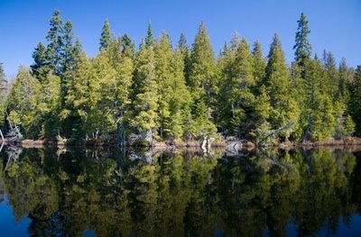 Reserva Florestal de Vastfield CON%C3%8DFERAS