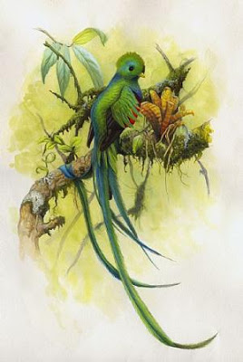 Ficha de Gira 1080_Resplendent-Quetzal