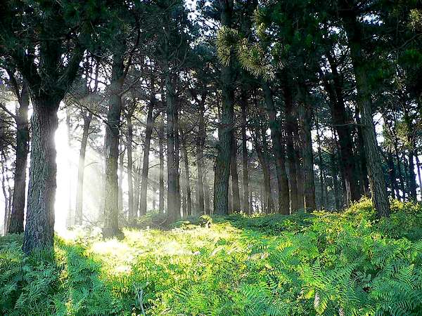 [kaiser] Pasado x Redencion x Restauracion Luz_en_el_bosque