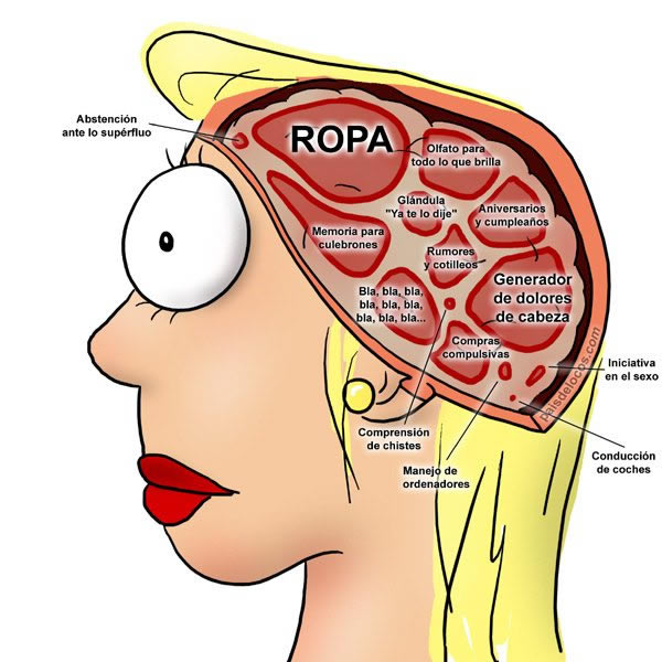 Diferencias en cómo el cerebro masculino y femenino manejan actividades visuales jeje Cerebrofemenino