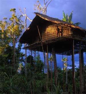 அழகிய மர வீடுகள். Papua-tree-houses