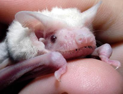 Ficha Otton Touya Albino_microbat