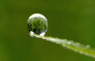 عندما تصبح الحياه نقطه Water_drop_on_leaf