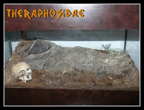 Decorações para terrário de Ephebopus murinus 4766900508_2b266c85ec