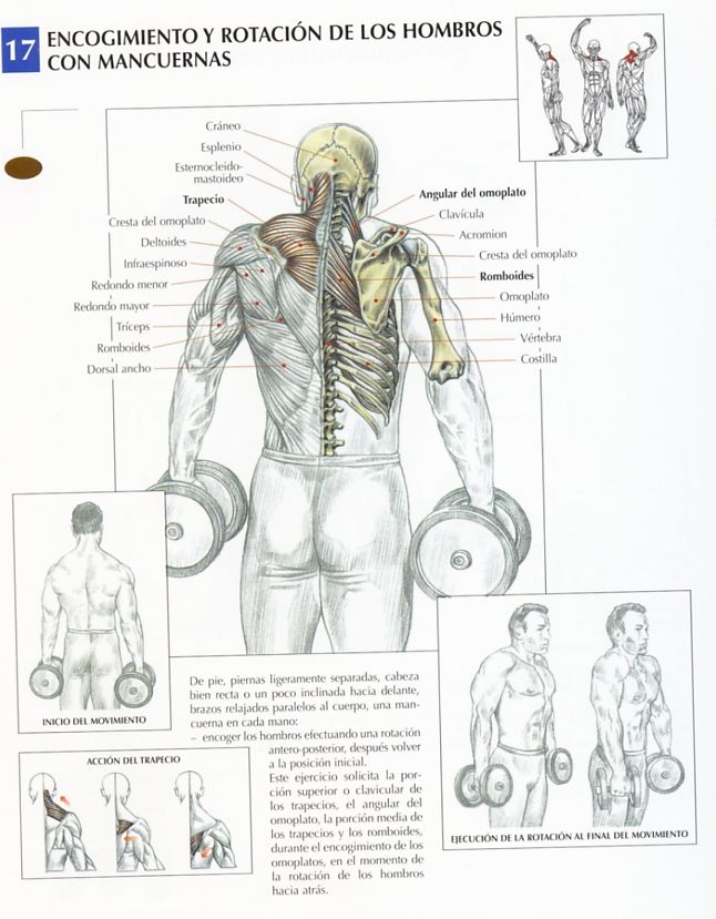 Consejos para mazamiento instantaneo 17-encogimiento-rotacion-hombros-mancuernas