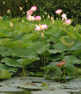 Le Maître dans le Zen (sôtô) - Page 3 Flor-lotus