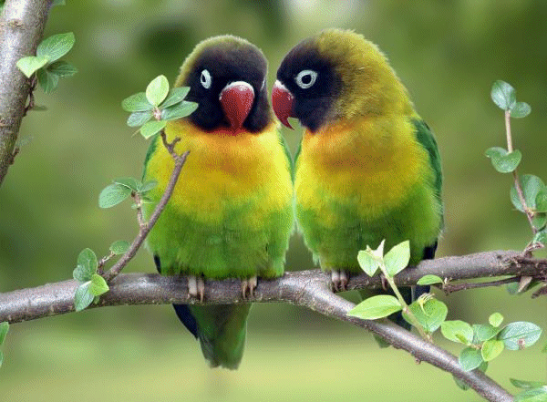 Nice Face! - Page 2 Lovebirds.jpg