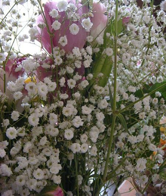 GYPSOPHILA 450px-Gypsophila_elegans