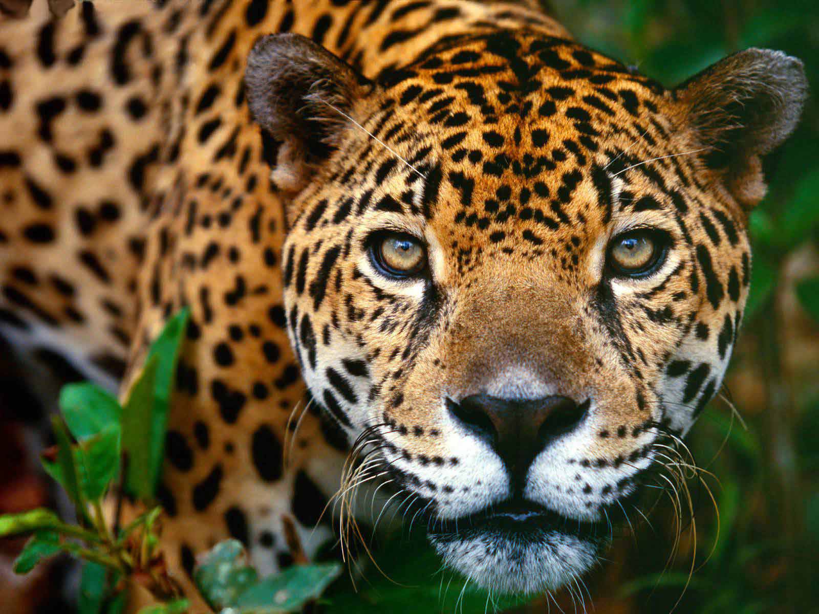 La vida con los grandes felinos Jaguar