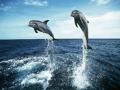 10 Ritual Perkawinan yang Unik di Dunia Hewan Dolphin_wallpaper_003_1024