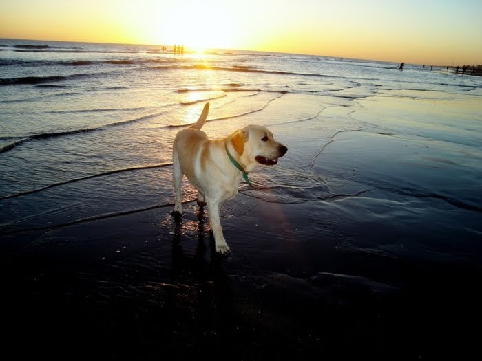 CACHORROS Y ANIMALES - Página 9 Perro_labrador-1024x768