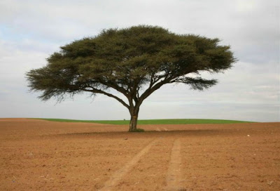 மிகவும் அழகான மரங்கள். Amazing-trees-17