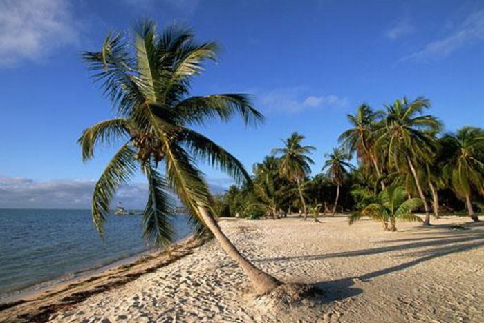 அழகுக்காட்சி பகுதி 02 Sea-palm-trees09