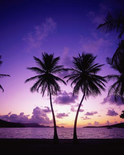 அழகுக்காட்சி பகுதி 02 Sea-palm-trees06