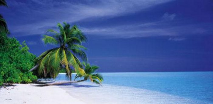 அழகுக்காட்சி பகுதி 02 Sea-palm-trees01