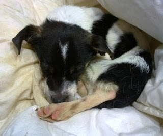 Fallecido-Nando, abandonado en un transportín ¡¡Está muy grave, no anda ni tiene fuerzas para abrir los ojitos!! Nando