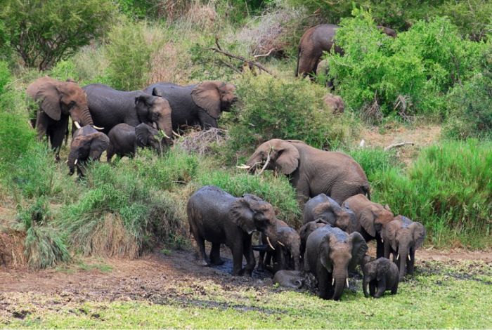 முதலையிடம் அகப்பட்ட குட்டி யானை! காப்பாற்றியது யானைக் கூட்டம்! 3