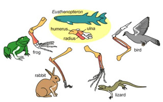 Humor Darwinista HD-PROVAS-HOMOLOGIA