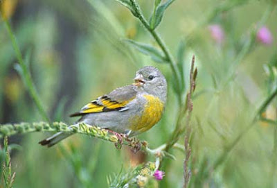 Tarin de Lawrence  ( Carduelis lawrencei )  Cl2