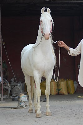 Nuevo post de caballos en venta (en el juego) ACTUALIZADO 01/05/12 DSC_6914