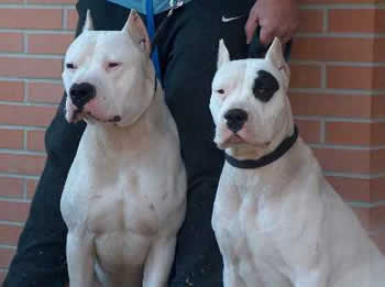 perros peligrosos Dogoargentino5ql