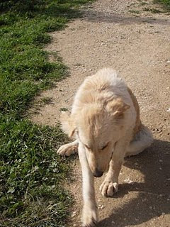 mastin - Nora, perrita cruce de mastin y golden y su inseparable amigo Simon (no esta en el primer mensaje). Los acoge una protectora. buscan adopcion  SDC10969