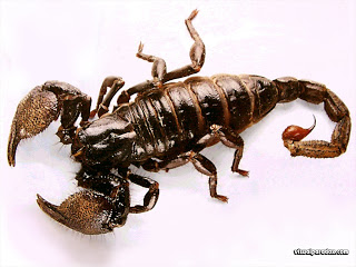 தேள் கடி விஷம் நீங்க அரும் மருந்து.  Scorpion