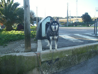 Huskys, puros ou  não, no Canil Municipal de Sintra HPIM6121