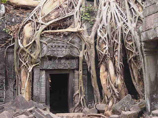 உலகில் உள்ள வித்தியாசமான சில மரங்கள் Ta-Prohm-Temple