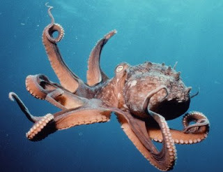 புத்திசாலியான விலங்குகள்! Octopus