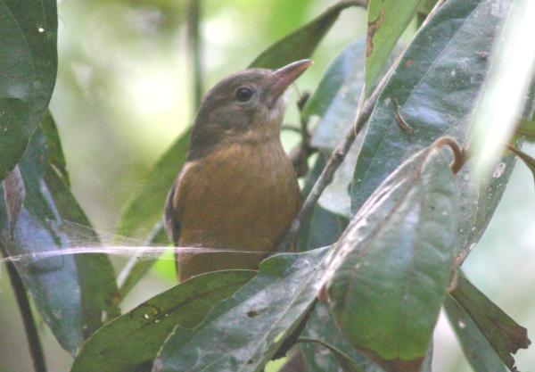 உலகின் அதிக விஷமுடைய பறவைகள்!  Little-shrike-thrush0587