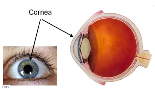 நம் உடலில் உபயோகம் இல்லாத  உறுப்புகள்! Orth_Cornea