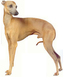 சில பல விலங்கியல் வினோதங்கள்! Italian_greyhound