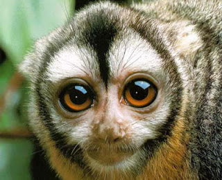 விலங்குகளும் - தூக்கத்தின் அளவுகளும்: Owl-monkey