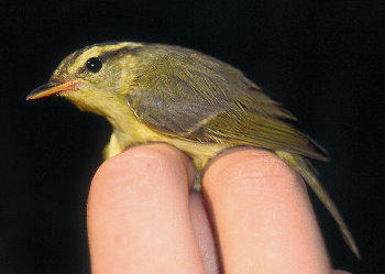 புதிதாக கண்டுபிடிக்கபட்டுள்ள அபூர்வ விலங்கினங்கள் Limestone-leaf-warbler