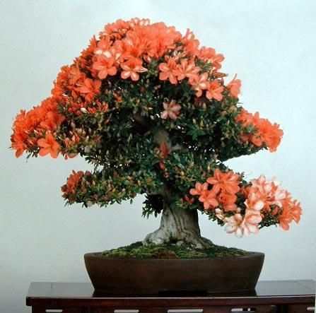 சேனையில் அழகான பூச் செடிகள். Bonsai-tree-14