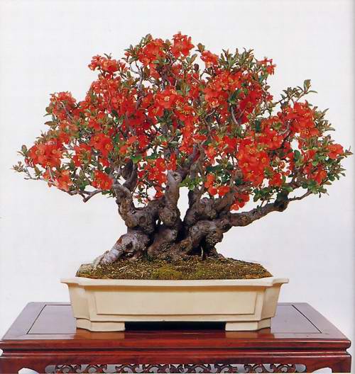 சேனையில் அழகான பூச் செடிகள். Bonsai-tree-13