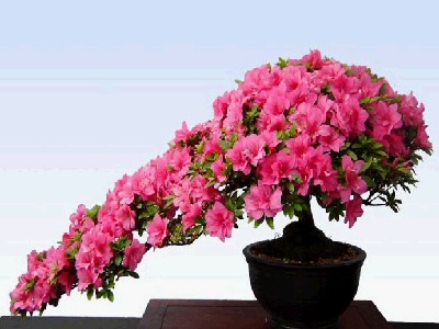 சேனையில் அழகான பூச் செடிகள். Bonsai-tree-11