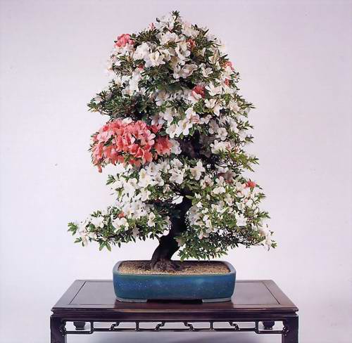 சேனையில் அழகான பூச் செடிகள். Bonsai-tree-17