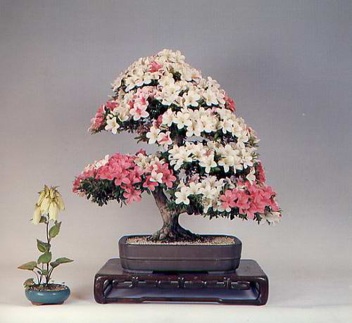 சேனையில் அழகான பூச் செடிகள். Bonsai-tree-18