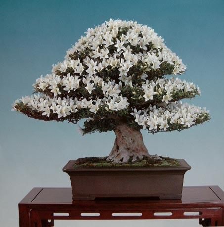 சேனையில் அழகான பூச் செடிகள். - Page 2 Bonsai-tree-04