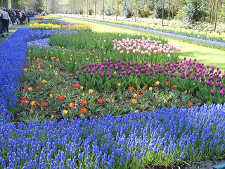 حديقة كوكنهوف أكبر حديقة زهور في العالم Keukenhof, the world's largest flower garden S8300561