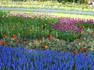 حديقة كوكنهوف أكبر حديقة زهور في العالم Keukenhof, the world's largest flower garden S8300562