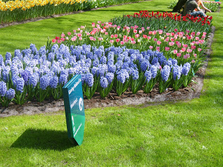 حديقة كوكنهوف أكبر حديقة زهور في العالم Keukenhof, the world's largest flower garden S8300584