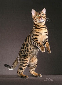 sparrowflight, windclan warrior Spotted-tabby-bengal-cat