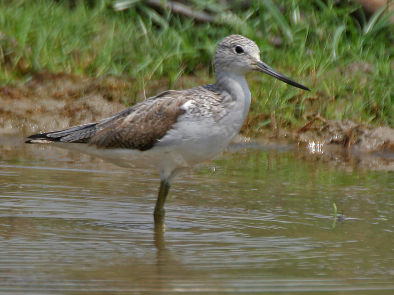 Spisak ptica za čije držanje i uzgoje je potrebna dozvola ministarstva - Page 3 Common_Greenshank_(Tringa_nebularia)_at_Bharatpur_I_IMG_5523