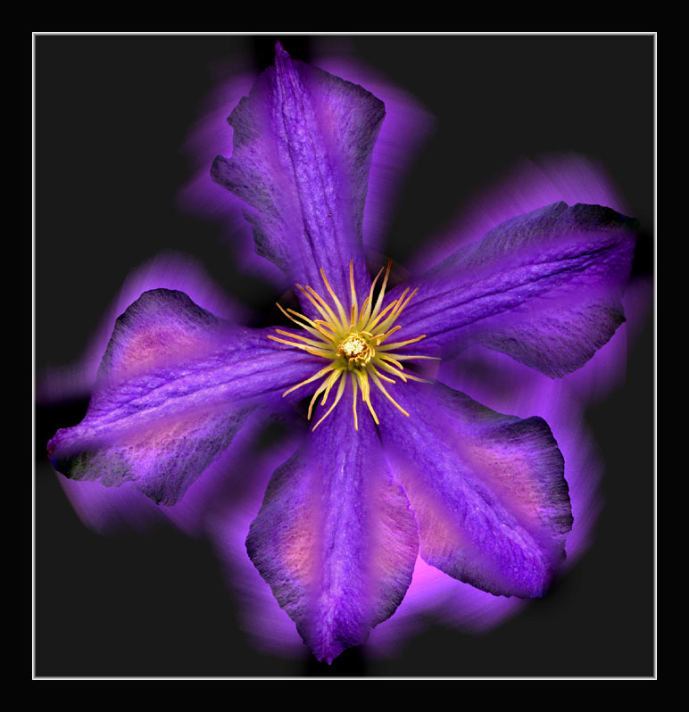today's honoree is.......... Flower-purple-mix-small